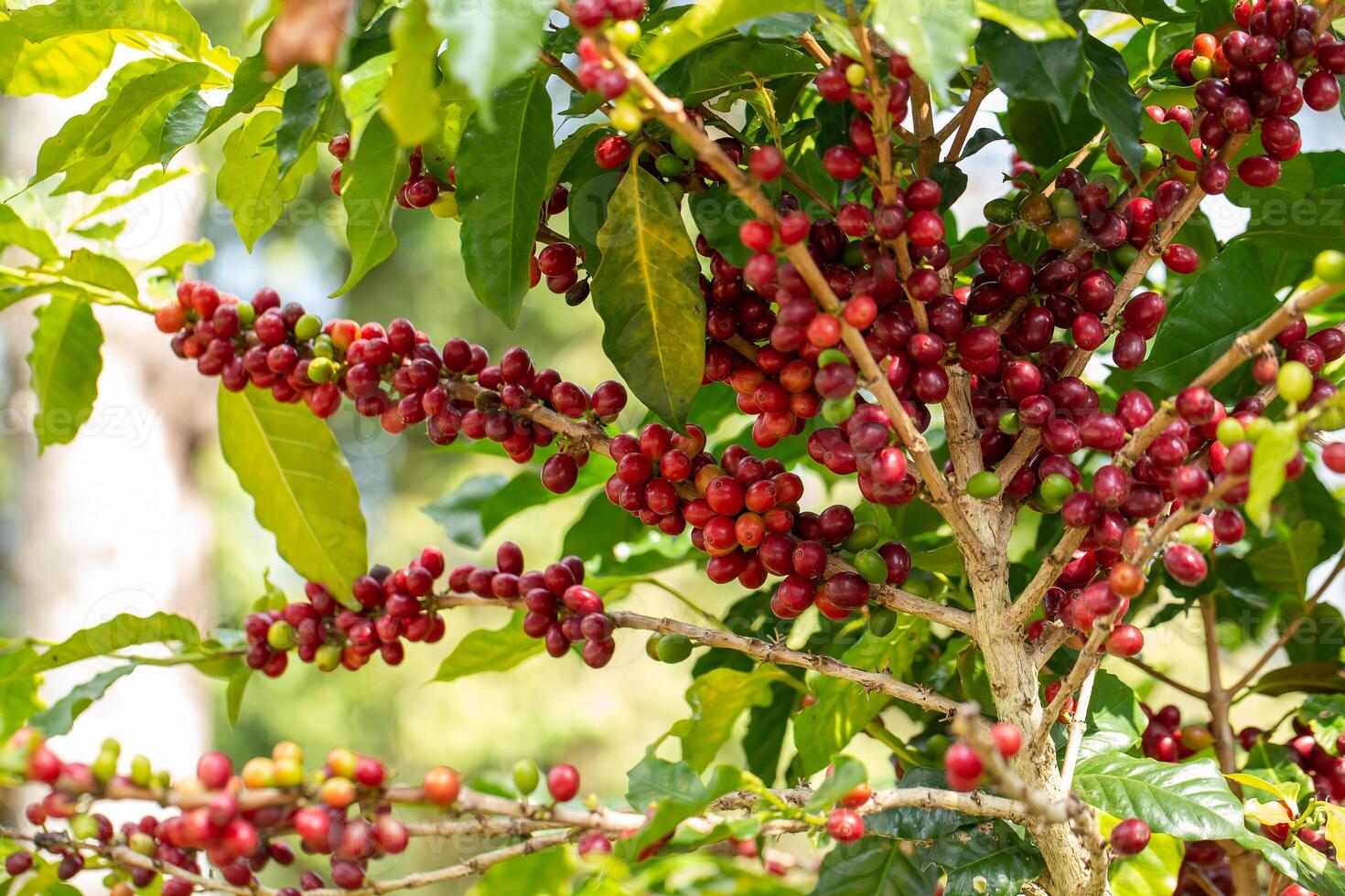 körsbär kaffe bönor på de gren av kaffe växt foto