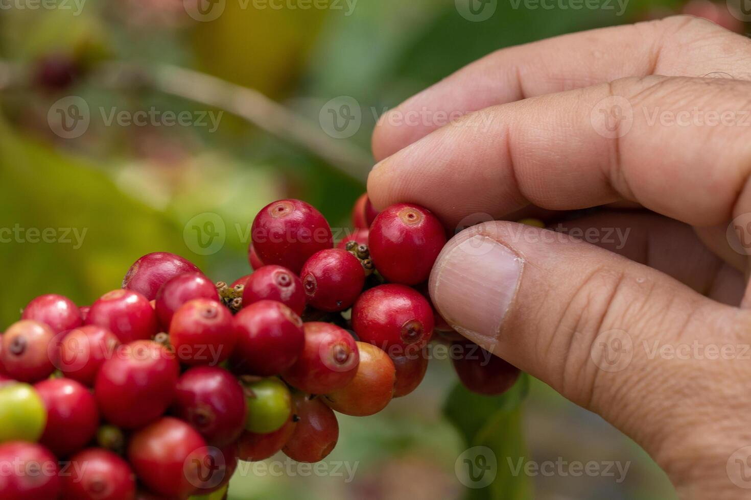 kaffe jordbrukare plockning mogen körsbär bönor för skörd foto