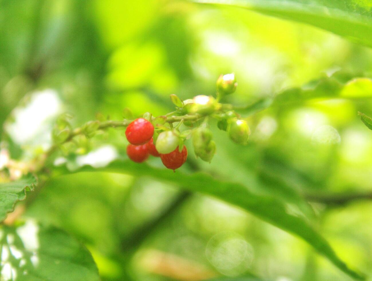 små röd bär på en grön gren. thai växter, asiatisk natur foto