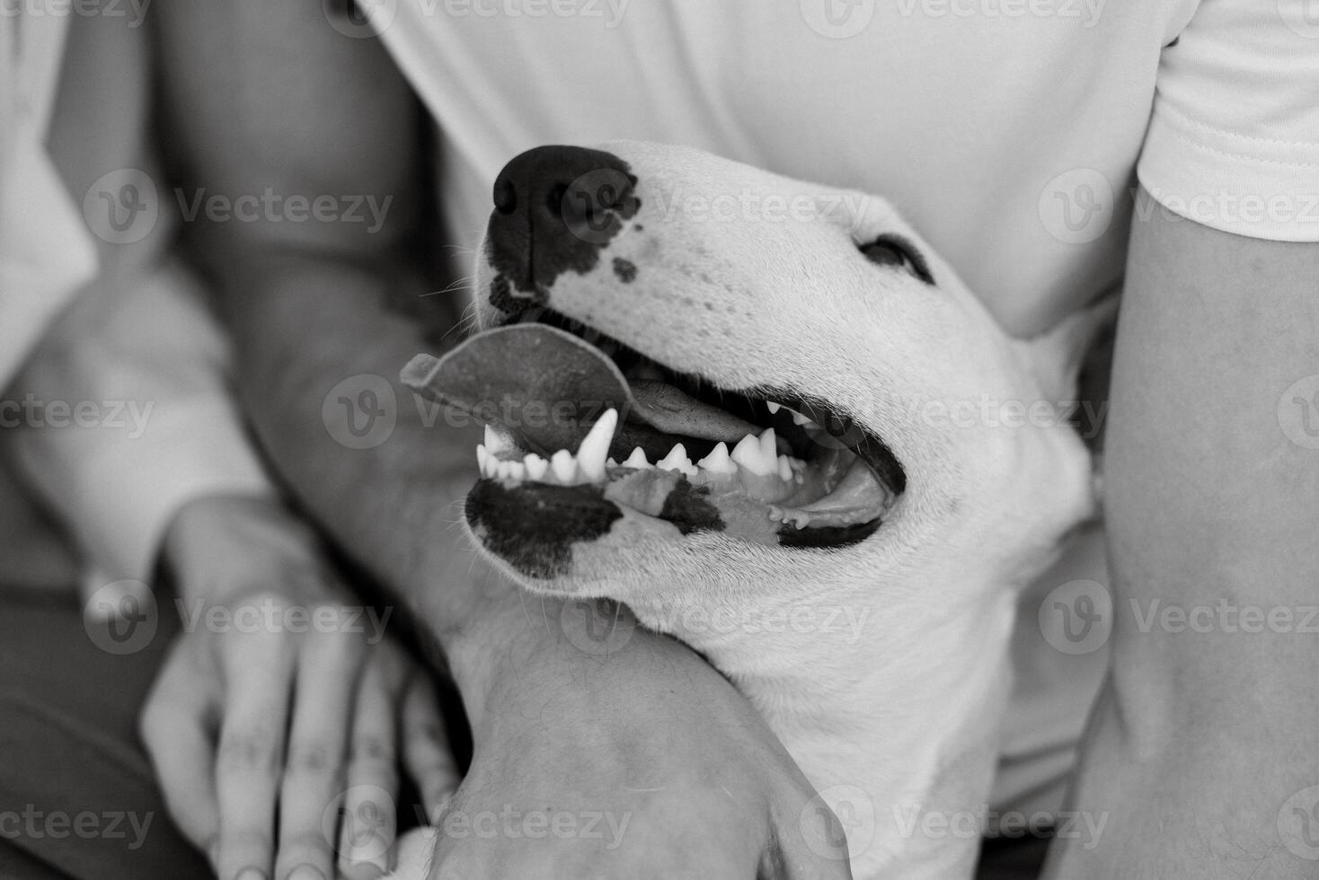 vit hund med slät päls foto