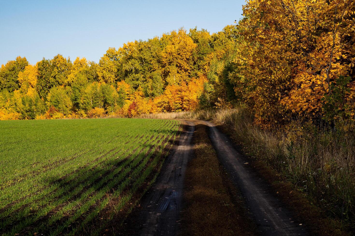 en by väg godkänd genom en sådd fält och ett höst skog. gul ansikten, lera, solig dagar i höst. foto