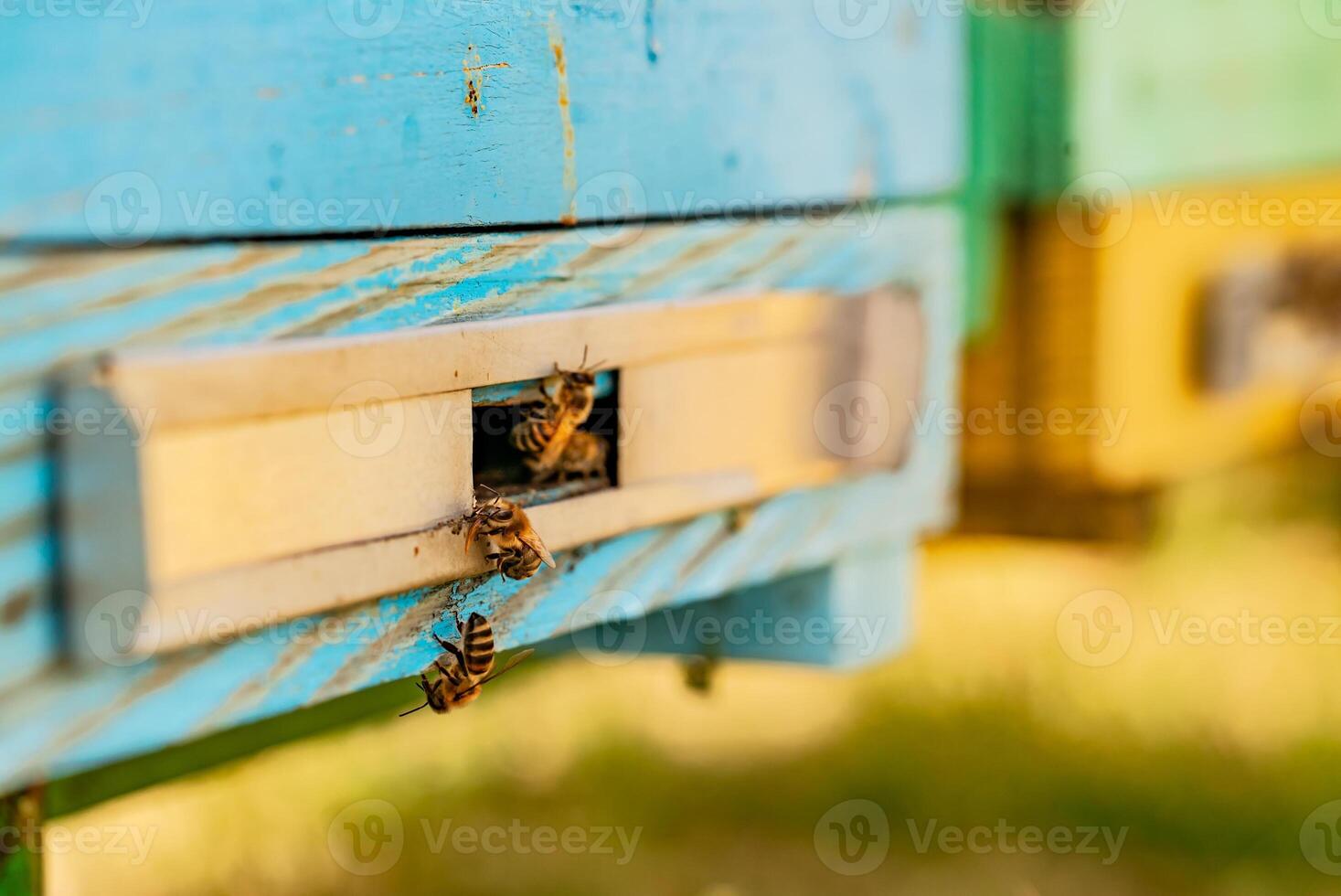 bin flygande ut av de bikupa till föra pollen för honung. honung bin som förs in i de bikupa i ett bigård. närbild foto