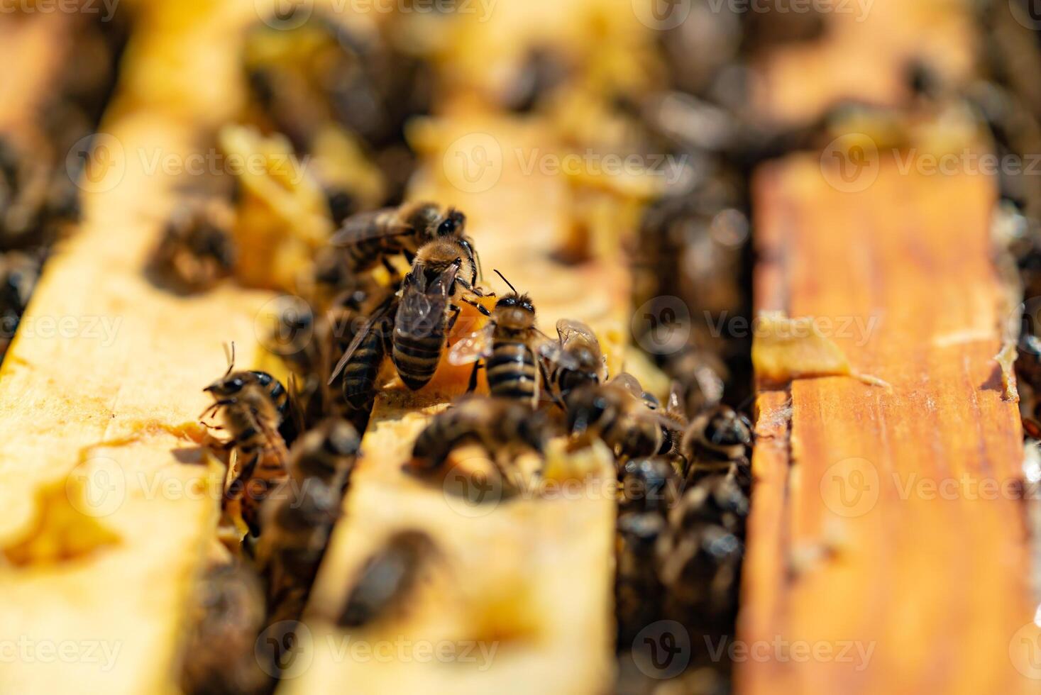 biodling. honung bin på trä- ramar i bikupa. bin i de bikupa konvertera nektar till honung foto