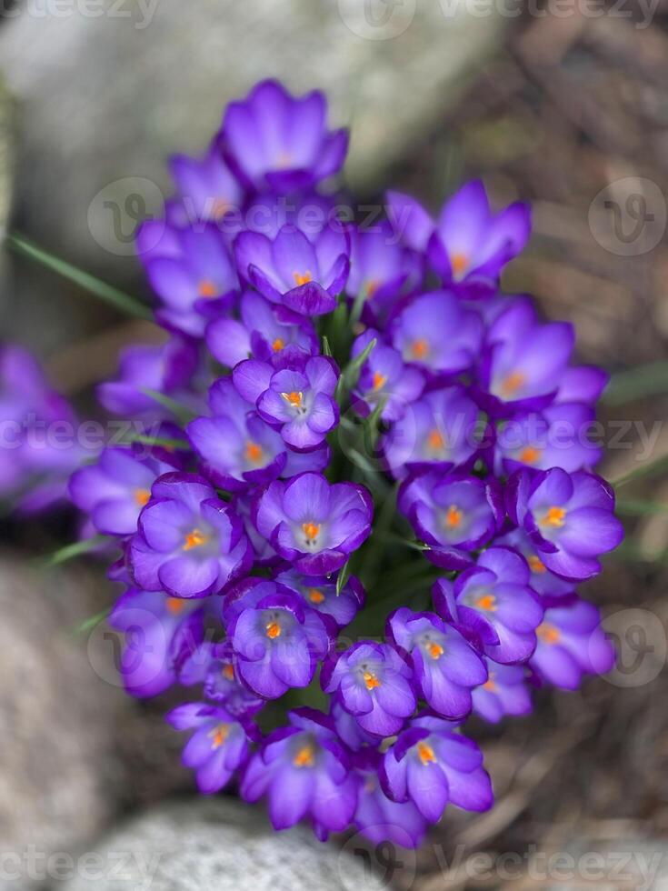 en knippa av lila blommor växande på stenar foto