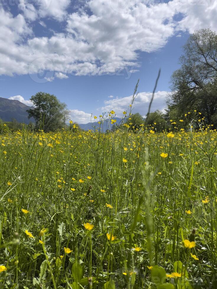 en fält av gul blommor under en blå himmel foto