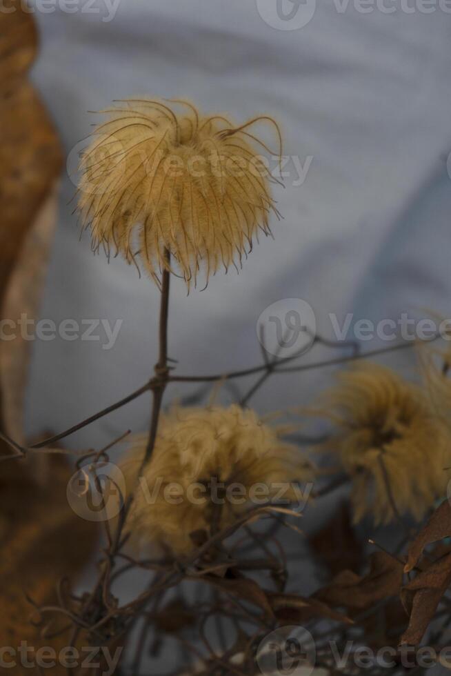 en vas med torkades blommor och löv foto