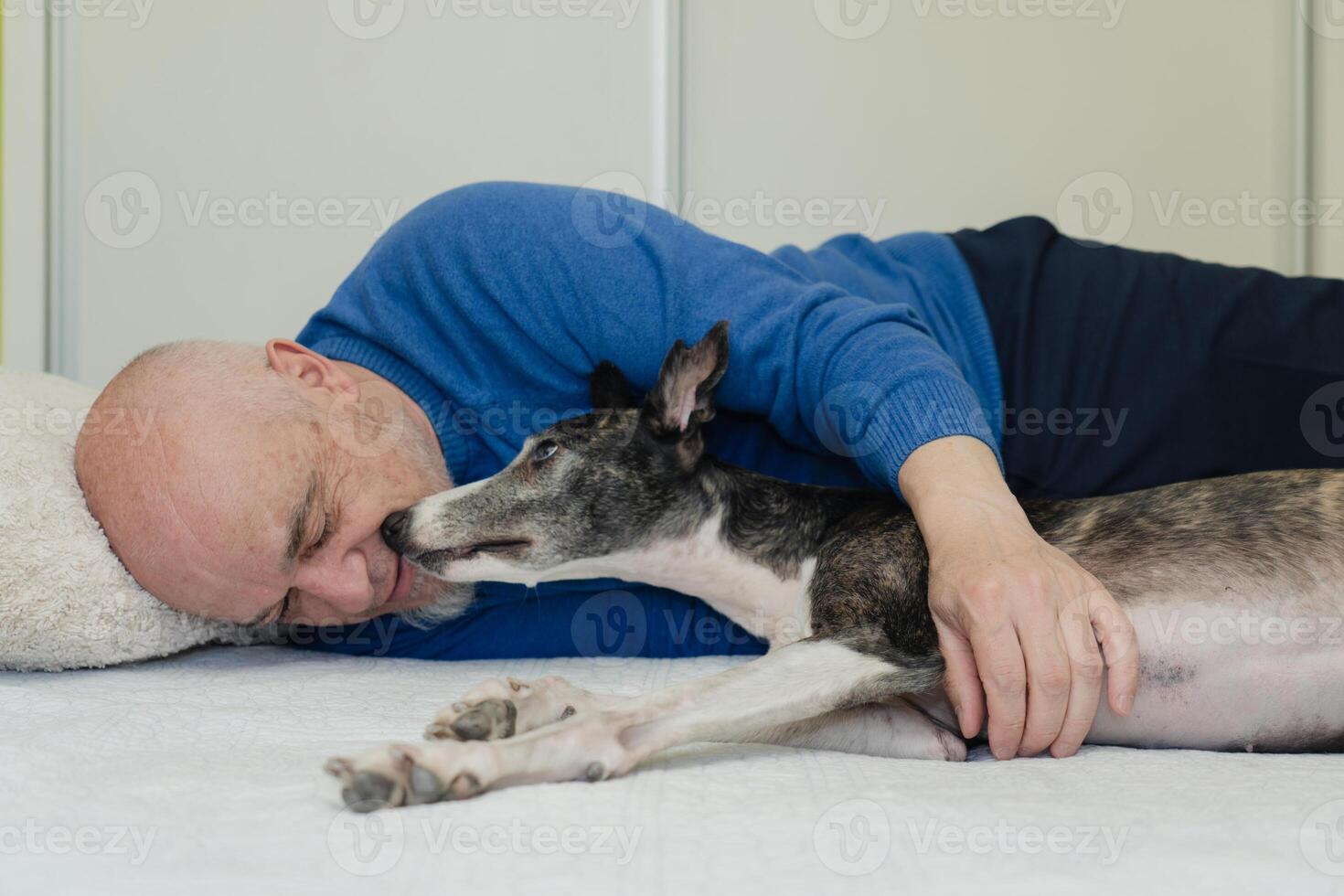mogna man och hans sällskapsdjur vinthund spelar i säng. foto