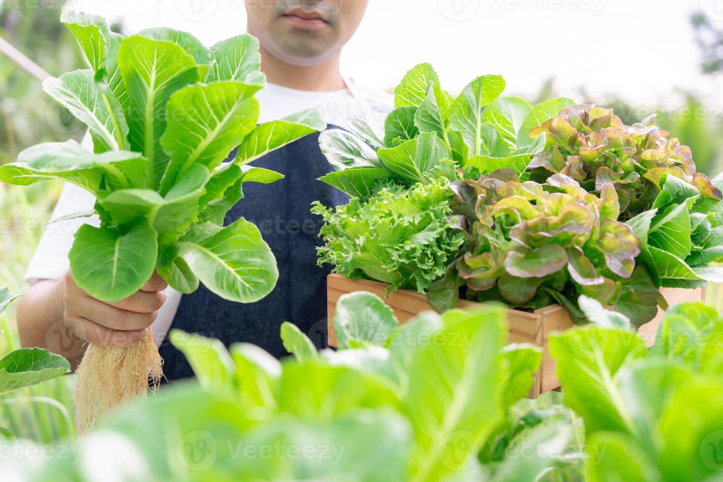 organisk jordbruk, sallad odla. jordbrukare skörda sallad grönsaker in i trä- lådor i regnig. hydroponik vegetabiliska växa naturligtvis. växthus trädgård, ekologisk biologisk, friska, vegetarian, ekologi foto