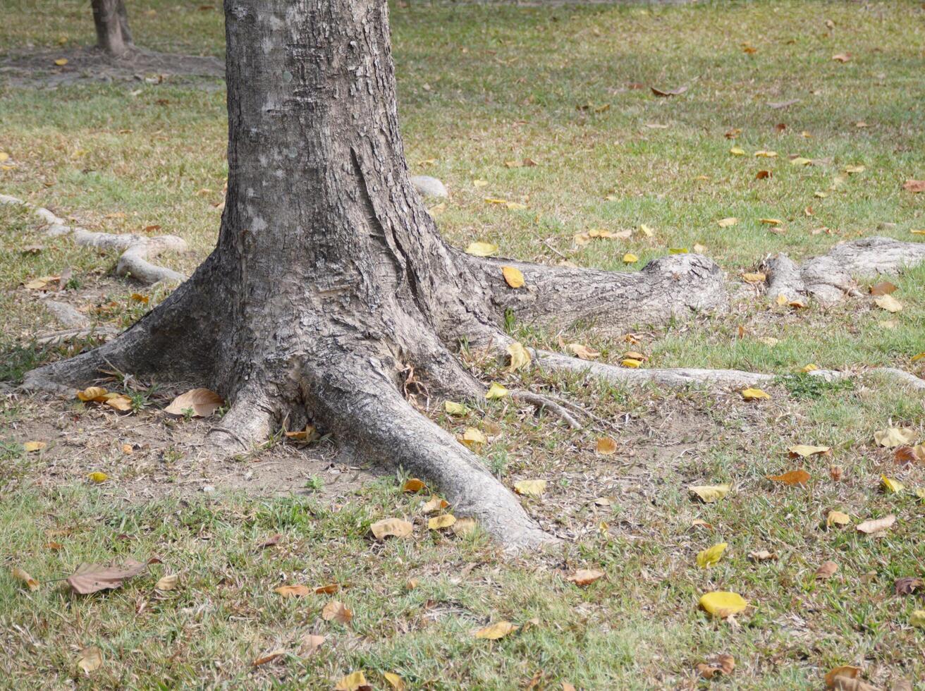 fallen träd i de parkera foto