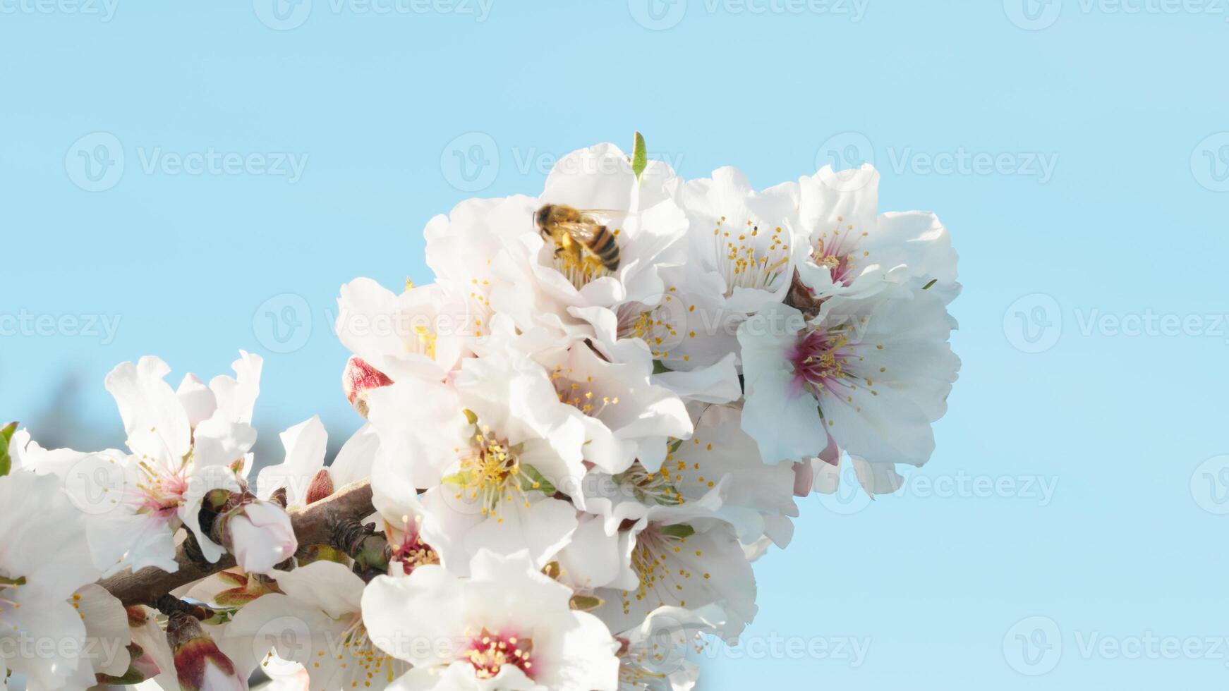 mandel blommor och en bi arbetssätt foto