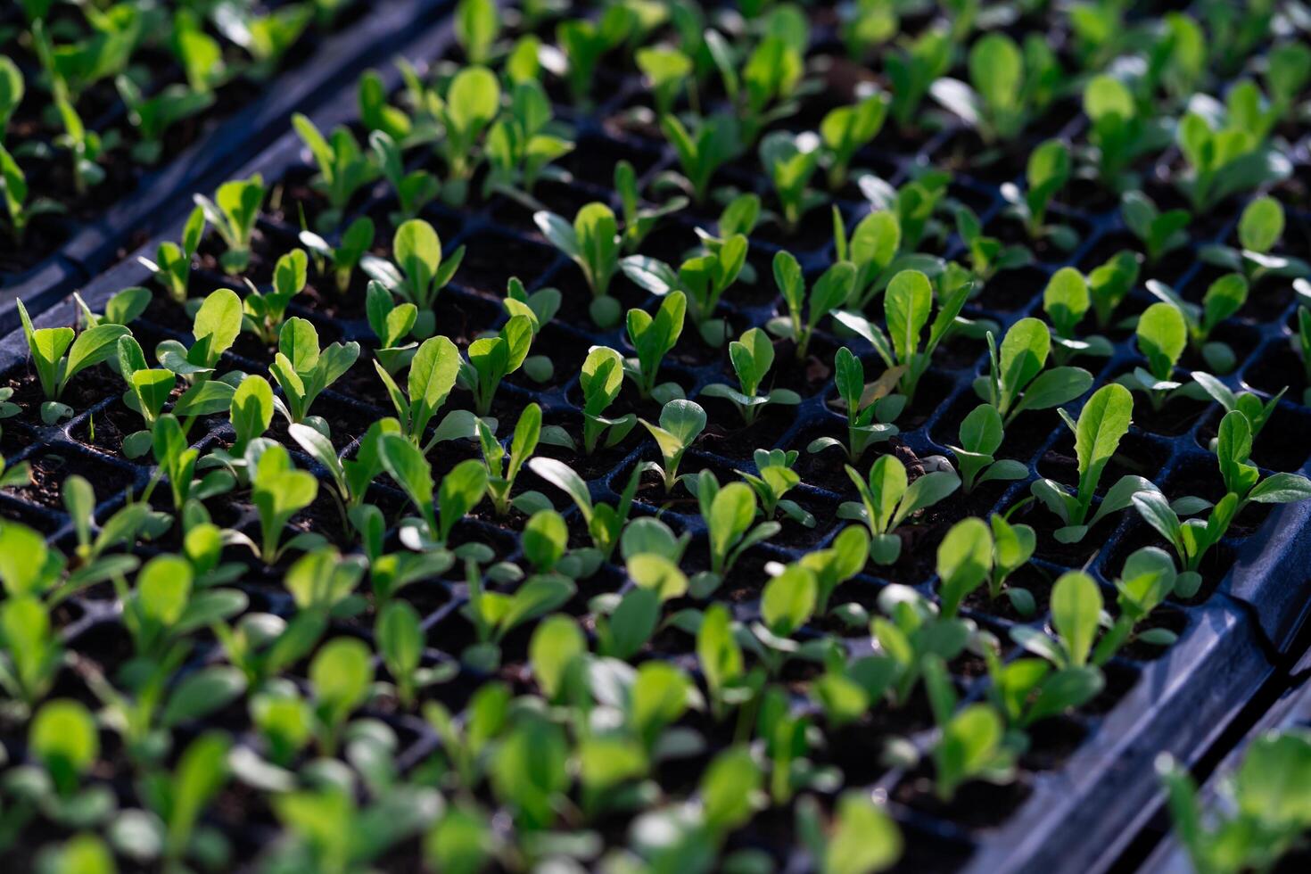 sallad vegetabiliska plantor. små grön vegetabiliska plantor vuxen i bricka plantering, växande friska växter. foto