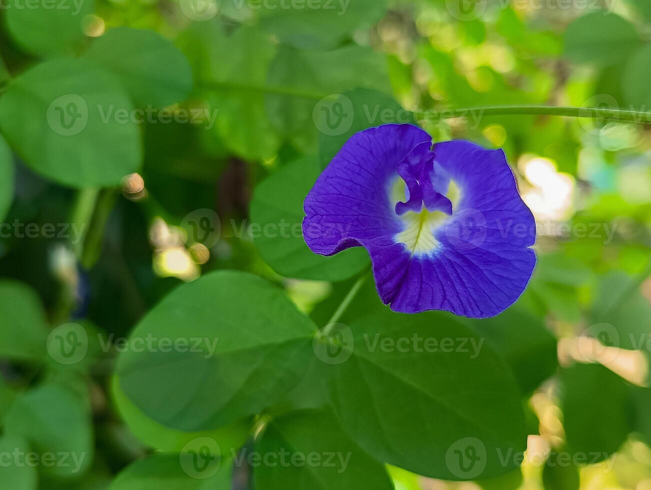 de telang blomma växt är ljus lila foto