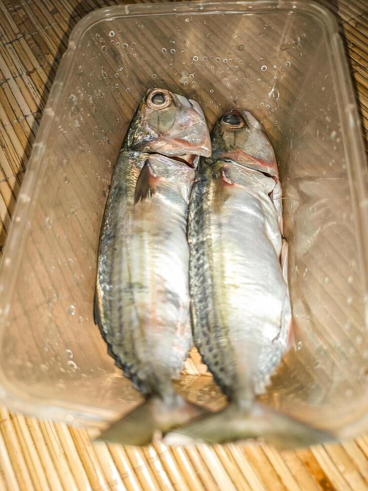 två rå makrill fisk innan matlagning foto