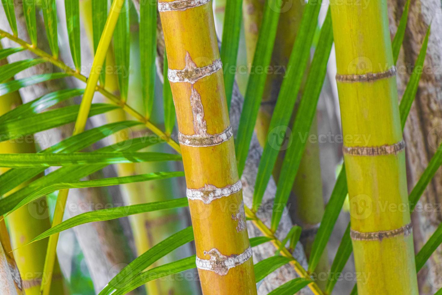 grön gul bambu palmer rio de janeiro Brasilien. foto