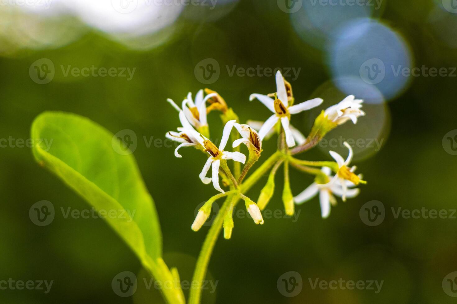 vit gul blommor och växter tropisk karibiska djungel natur Mexiko. foto