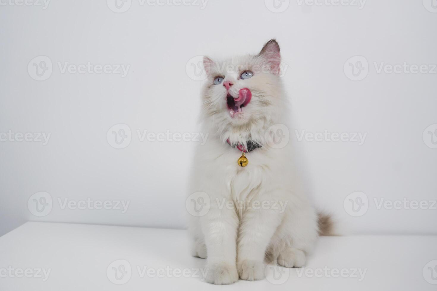 studio porträtt av en ragdoll katt slick henne näsa, Sammanträde mot en vit bakgrund foto