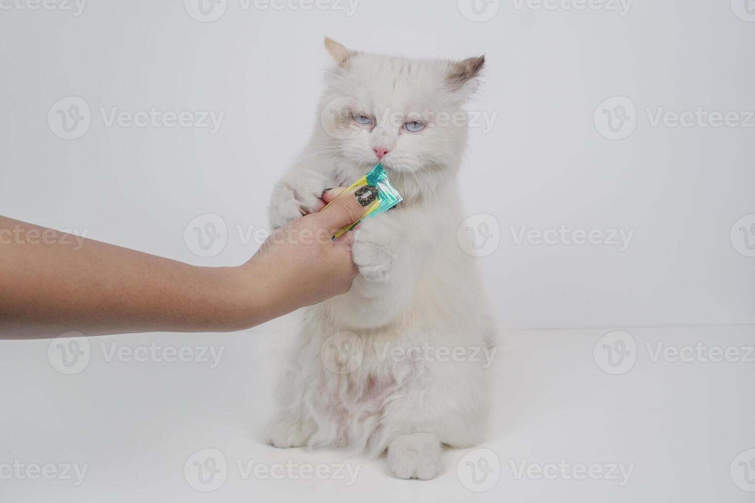 studio porträtt av en ragdoll katt njuter henne mellanmål, Sammanträde mot en vit bakgrund foto