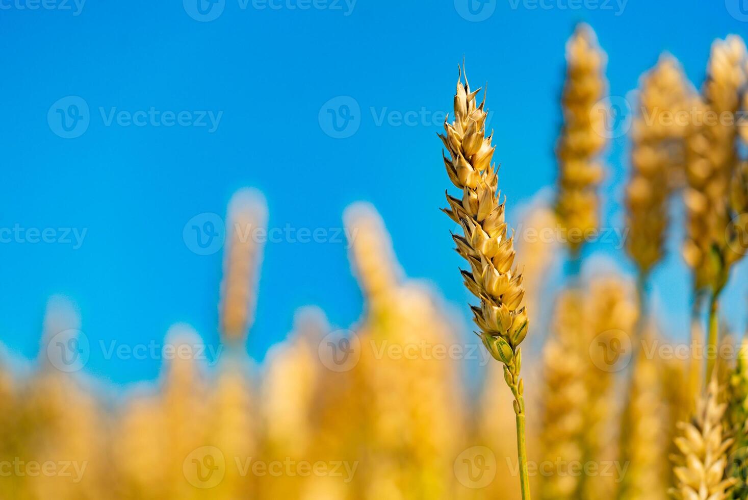 stjälk av mogen vete är i de fält på de bakgrund av blå himmel i de sommar. närbild foto