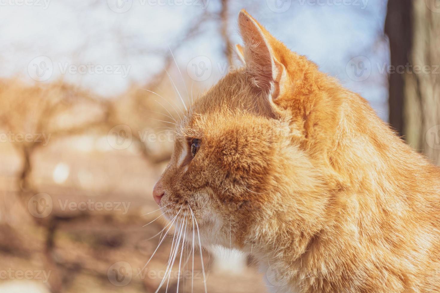 röd katt på en varm bakgrund. foto