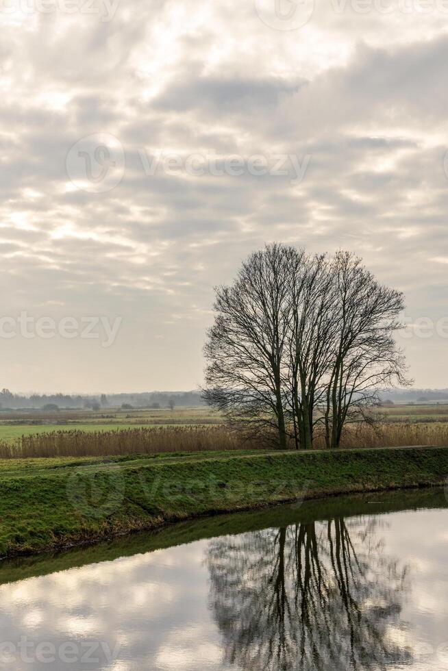 träd reflekterande i de vatten av de dommel flod i håla bosch på de kant av de bossche broek natur boka på en grumlig dag. foto