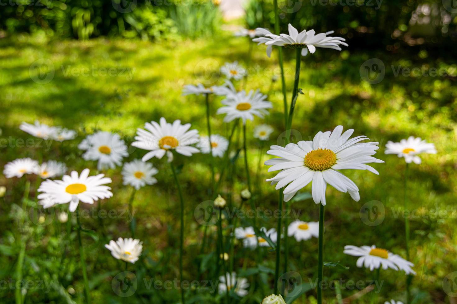 blommande vita prästkragar i sommarträdgården. foto