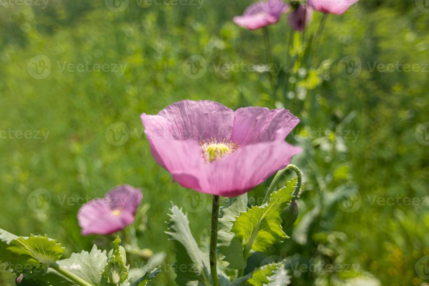 stor rosa vallmoblomma. foto