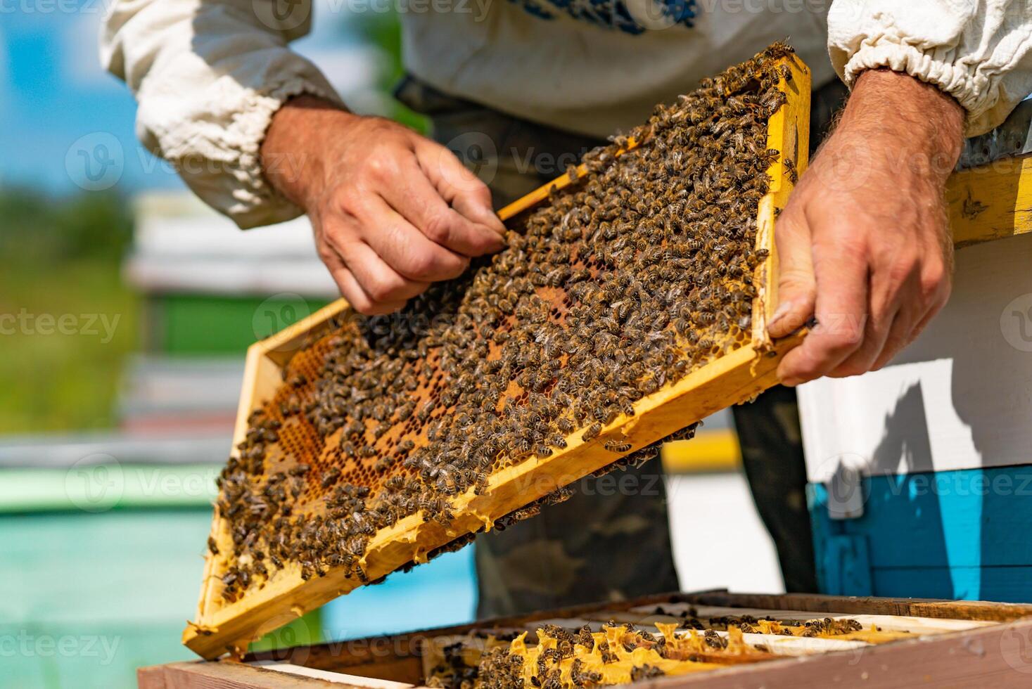 biodlare är arbetssätt med bin och bikupa på de bigård. ramar av en bi bikupa. biodling. honung foto