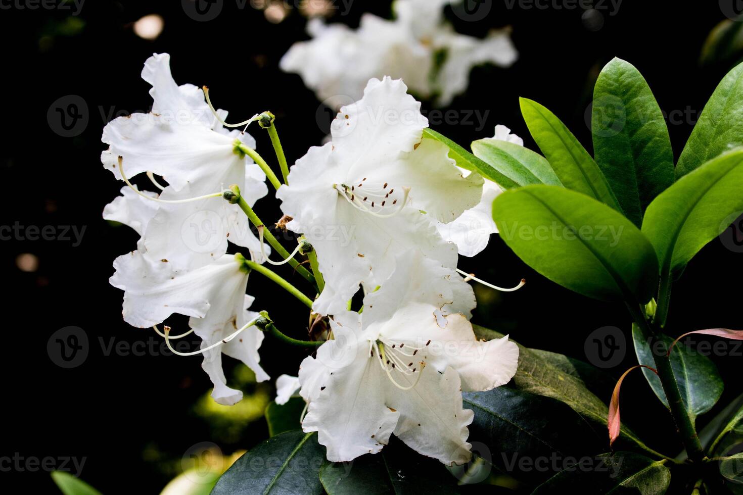 en vit blomma med grön löv foto