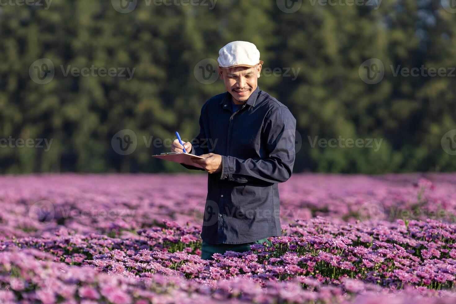 asiatisk jordbrukare är tar notera använder sig av klämma styrelse på de tillväxt och hälsa av rosa krysantemum medan arbetssätt i hans lantlig fält bruka för medicinsk ört och skära blommor foto