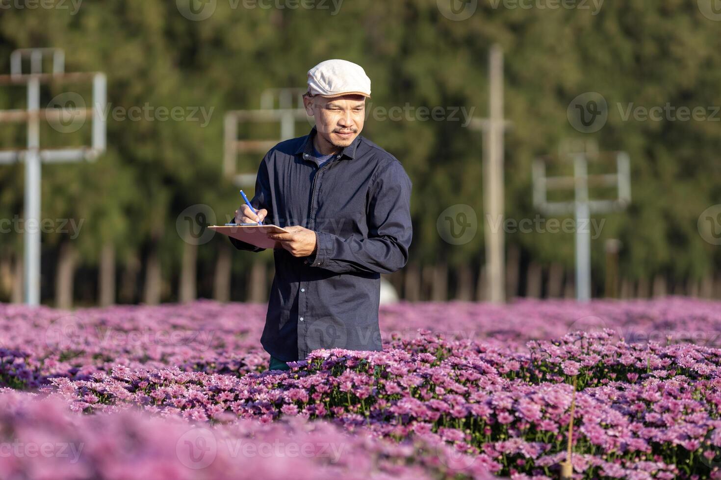 asiatisk jordbrukare är tar notera använder sig av klämma styrelse på de tillväxt och hälsa av rosa krysantemum medan arbetssätt i hans lantlig fält bruka för medicinsk ört och skära blommor foto