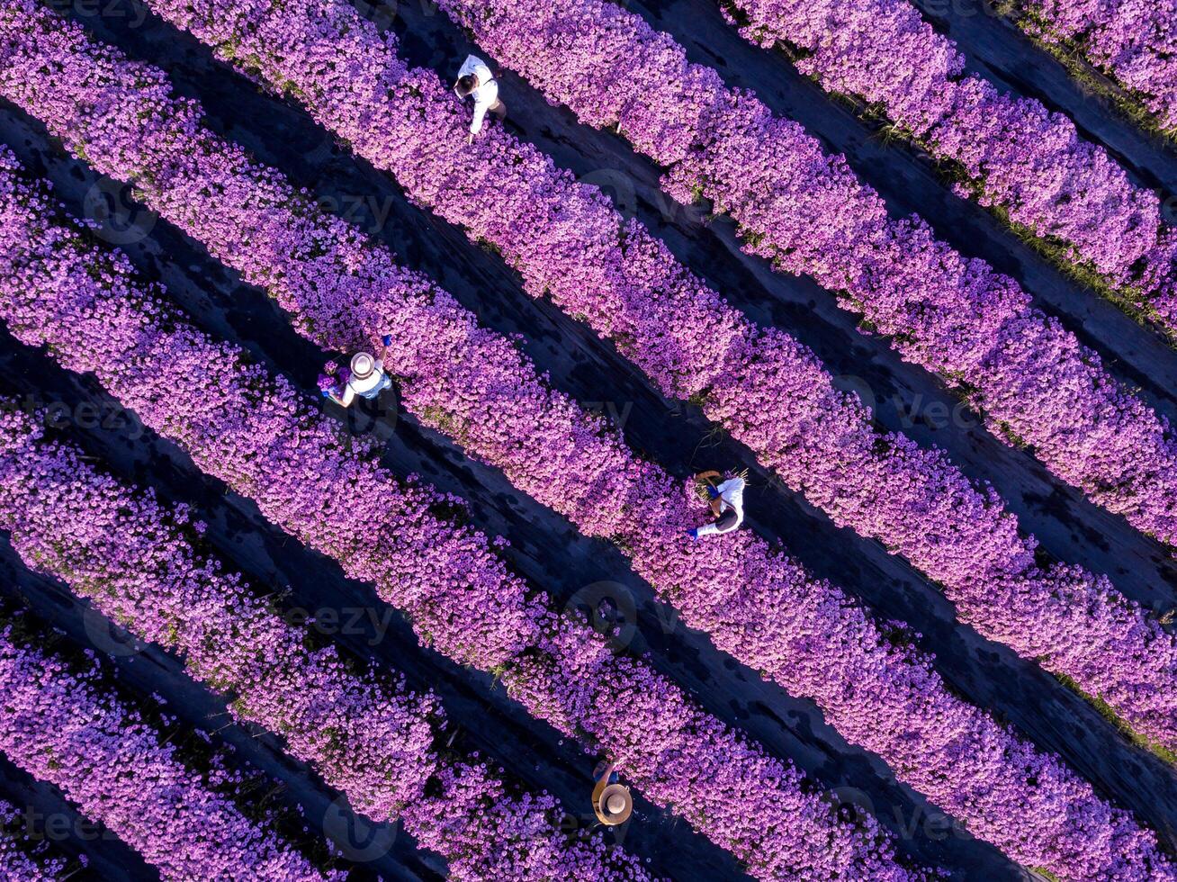 antenn topp se av jordbrukare och blomsterhandlare är arbetssätt i de fält medan skärande lila krysantemum blomma använder sig av sekatör för skära blommor företag för död- rubrik, odling och skörda säsong foto