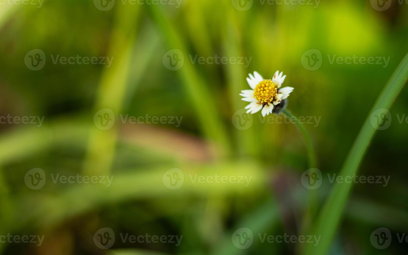 tridax procumbens blommor den där växa på de strand, bild av vild blommor. foto