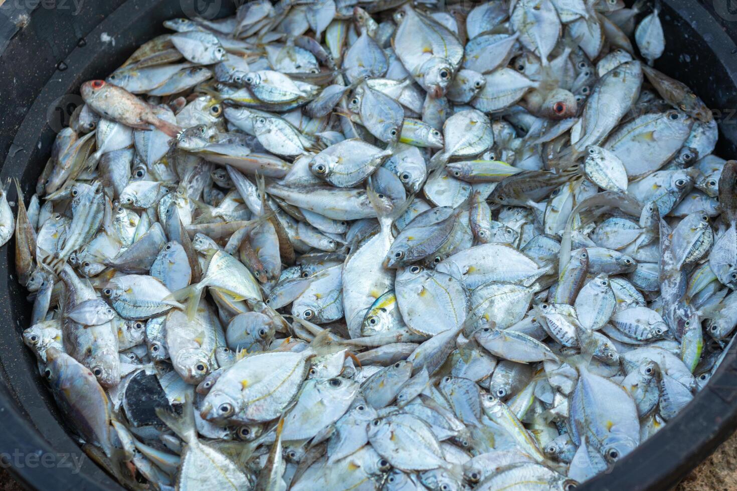 pålar av färsk hav fisk fångad förbi fiskare i de morgon- och såld på de lokal- marknadsföra på de strand foto