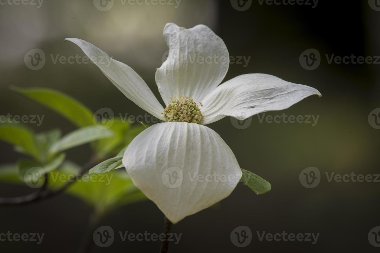 Dogwood blommar, Yosemite foto