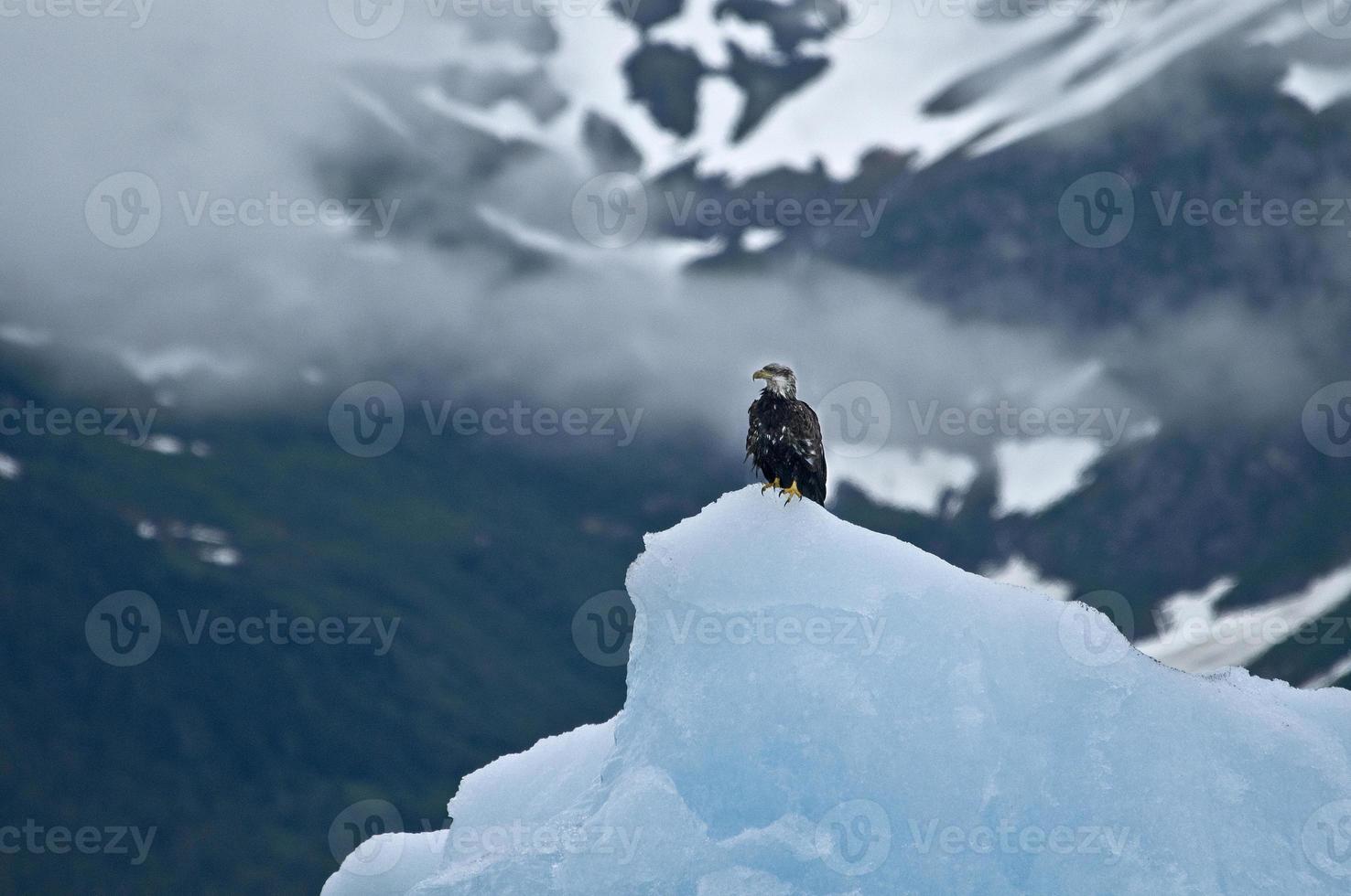 skallig örn på isberg, tracy arm foto