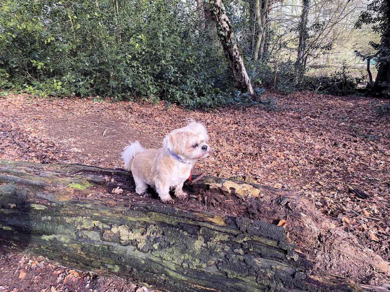 en hund på en logga i de landsbygden foto