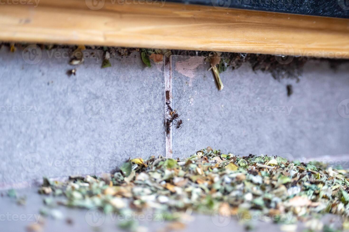 allmänning svart myror invaderande en hus. de ha löv och är framställning deras bo. foto