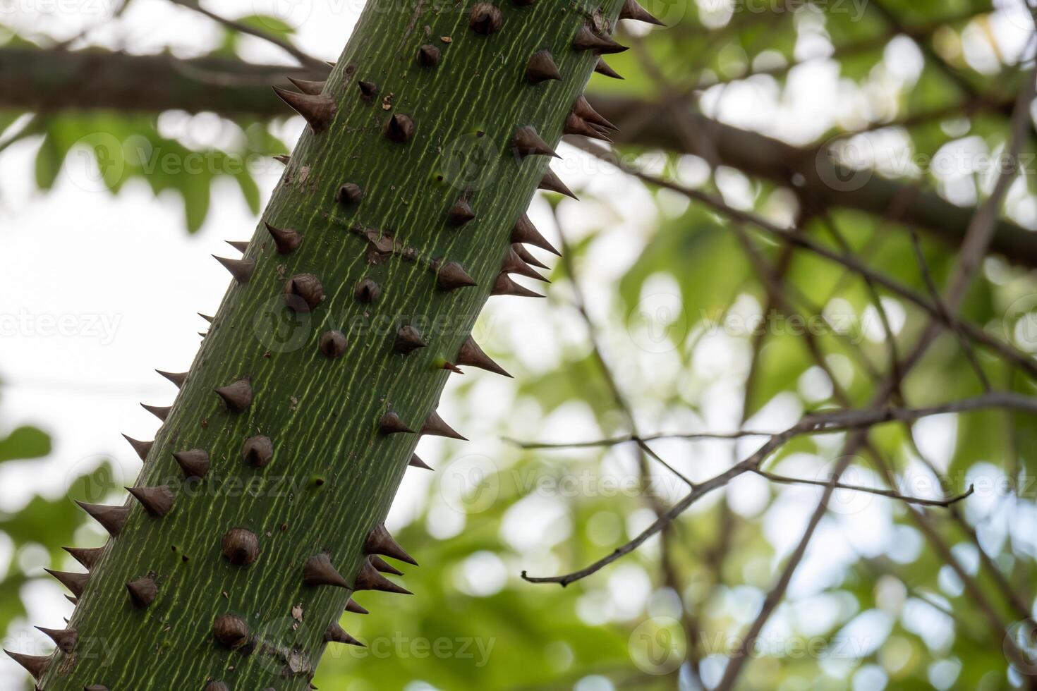 närbild av en gren med taggar av de ceiba insignier. foto