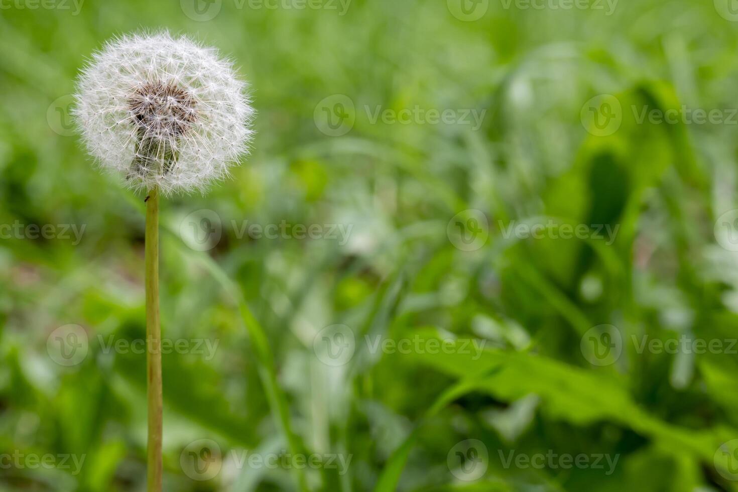 taraxacum officinale blomma växande mellan gräs grön. foto