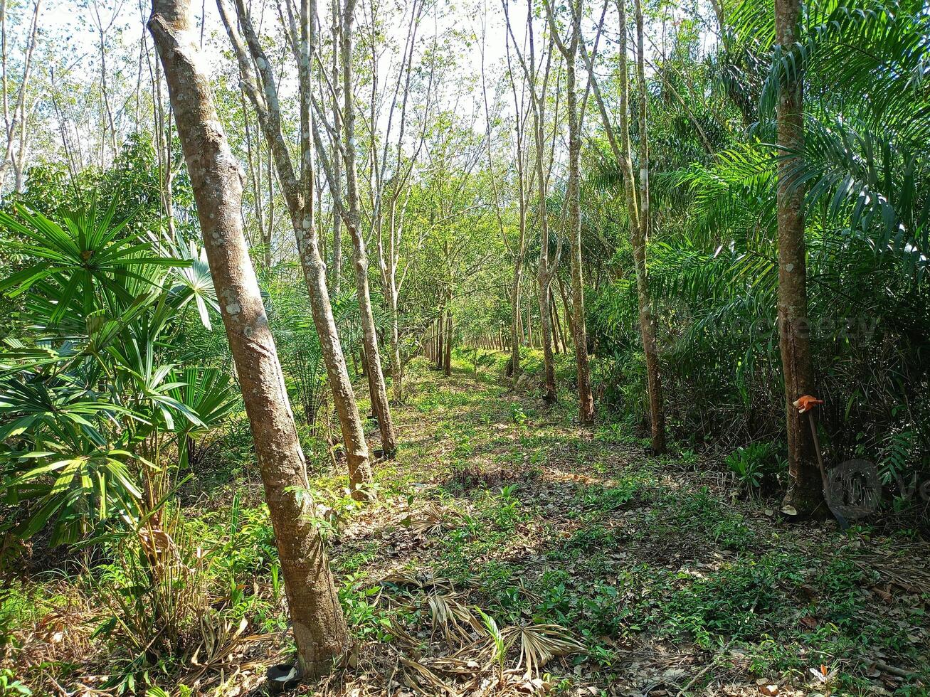 frodig sudd plantager i sydlig thailand foto