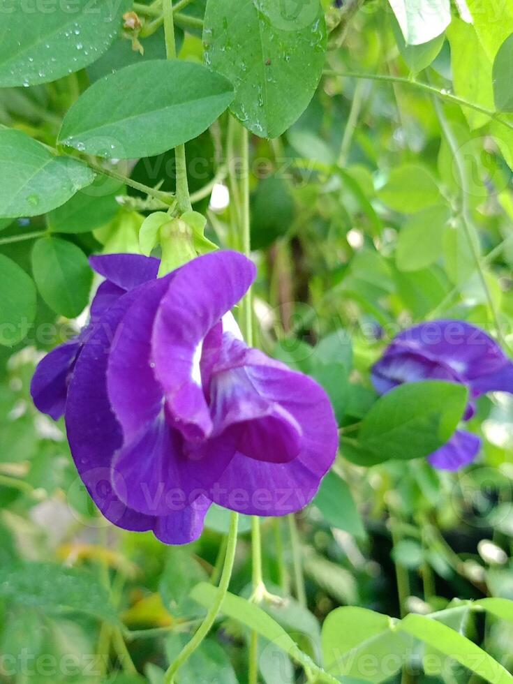 blå fjäril ärta blommor och morgon- dagg i en thai trädgård foto