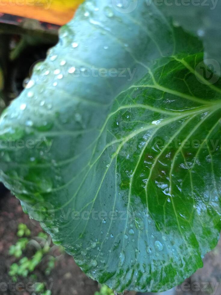 färsk grön grönsaker och morgon- dagg i de thai trädgård foto