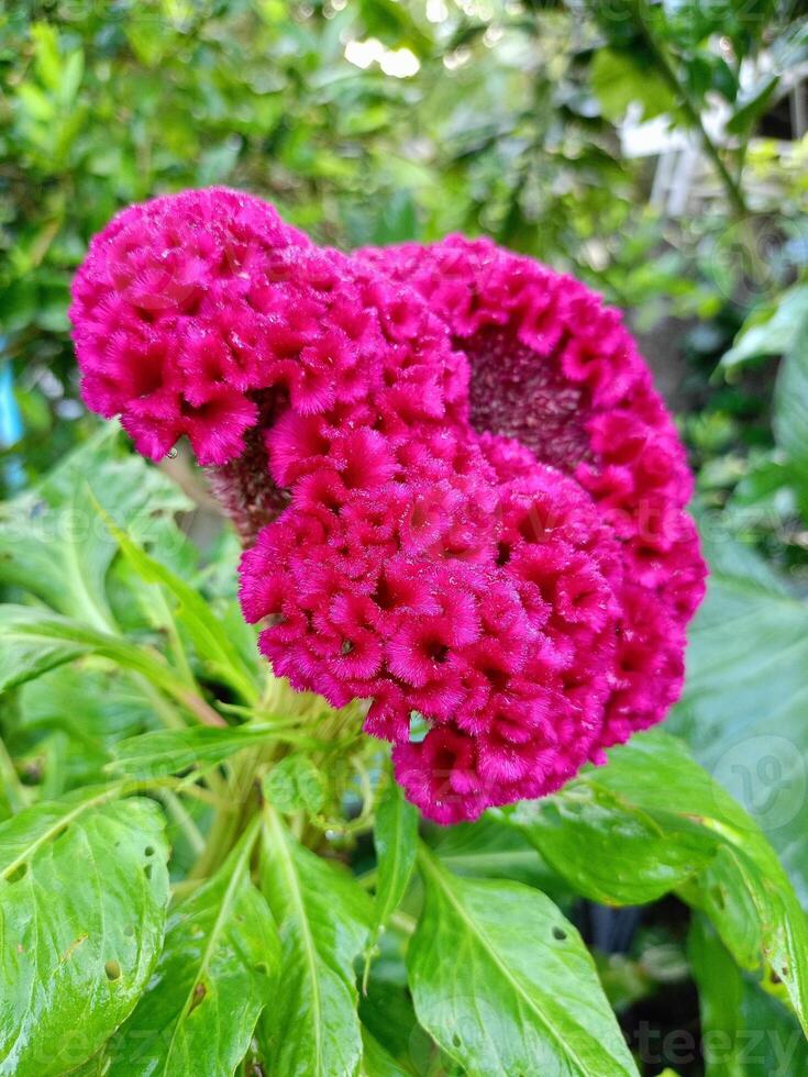 rosa cockscomb blommor blomma i de morgon- i en thai trädgård. foto