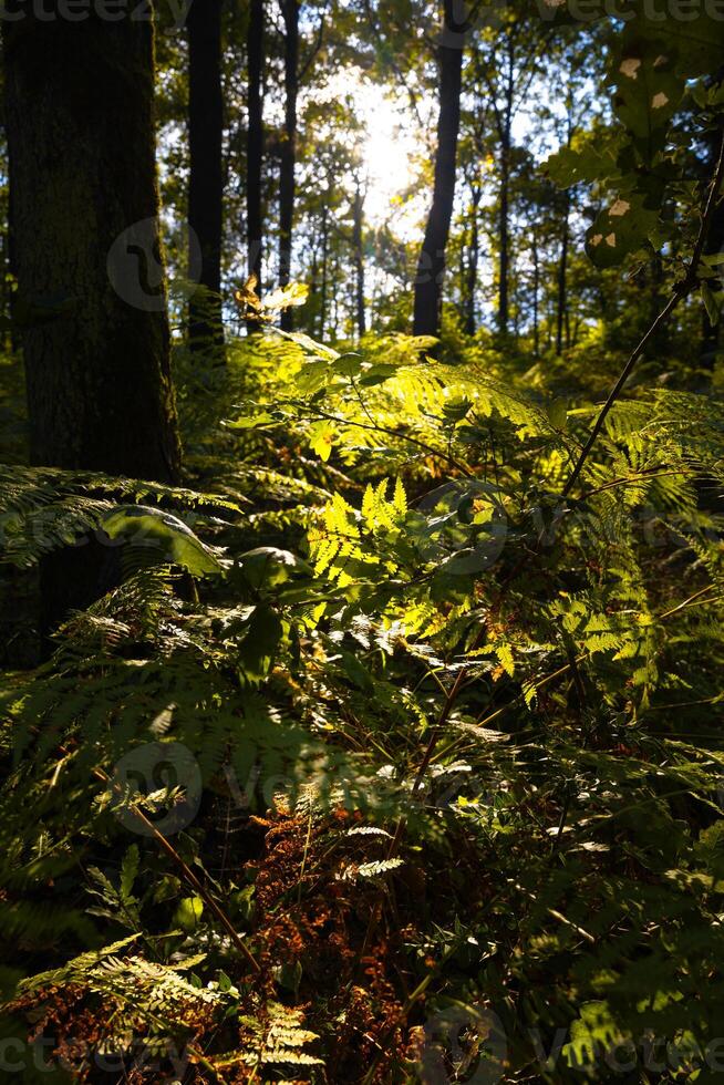 skog se med fersn och silhuett av de träd på solnedgång foto