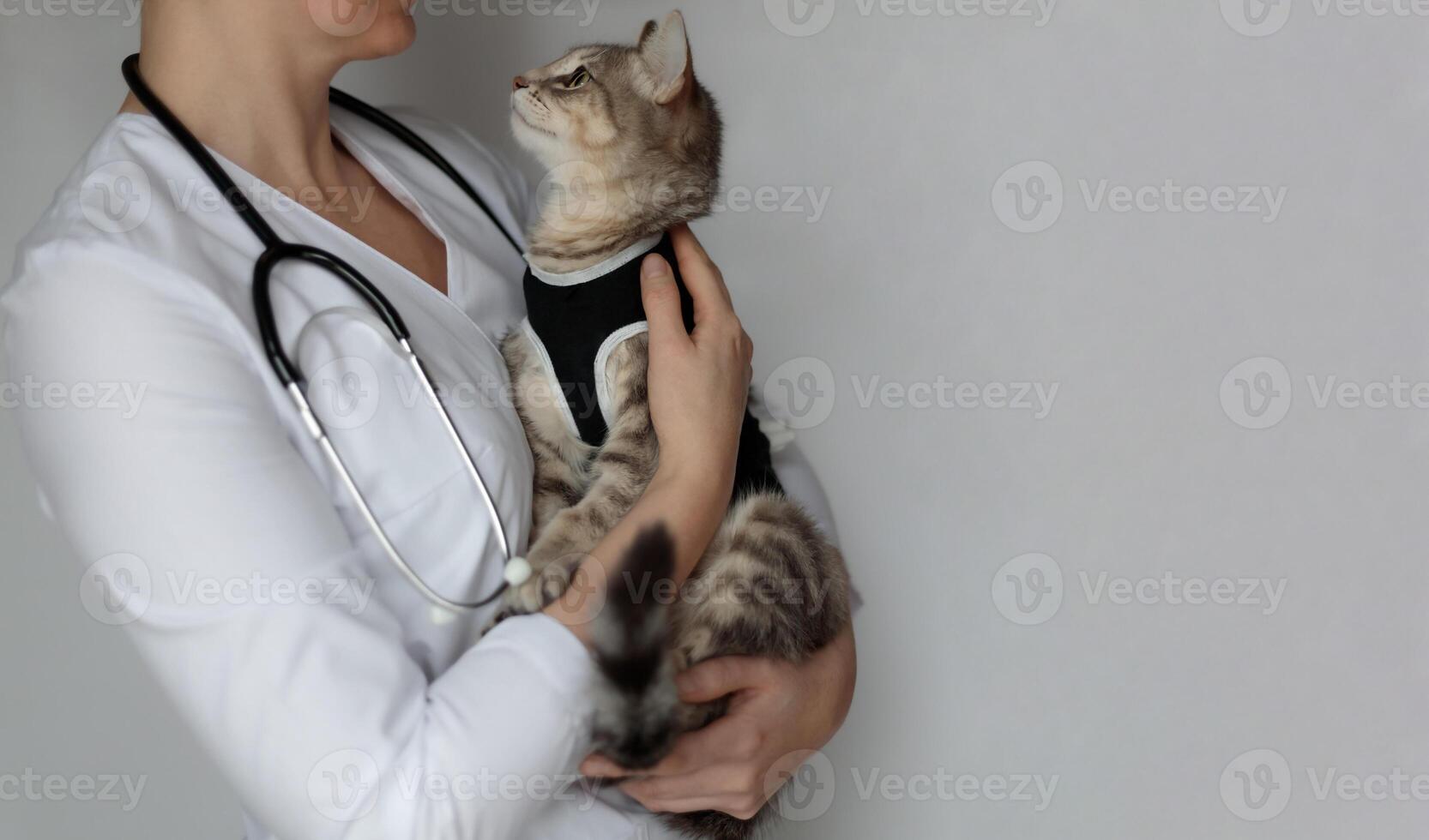 veterinär läkare med stetoskop innehav kastrerade katt i postoperativ bandage. sällskapsdjur efter kavitär drift foto