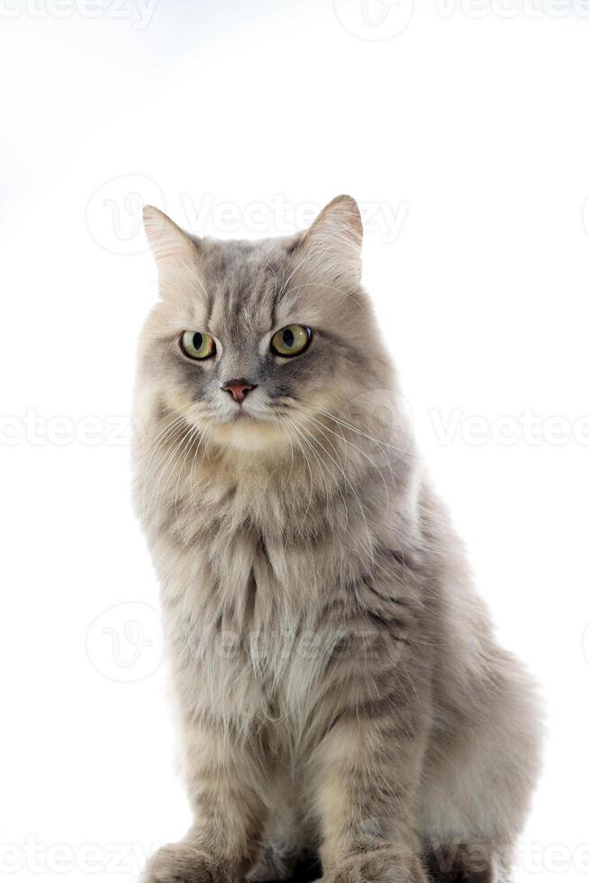 isolerat grå persisk lång hår katt foto