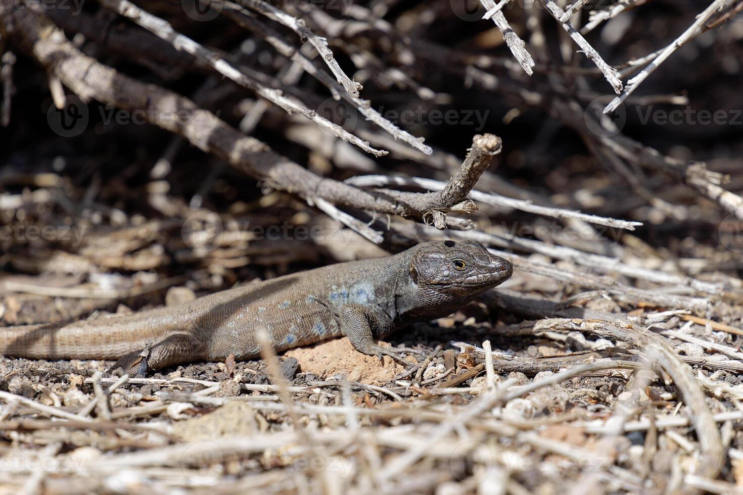 tenerife ödla, gallotia galloti, i de kanariefågel öar, Spanien. foto