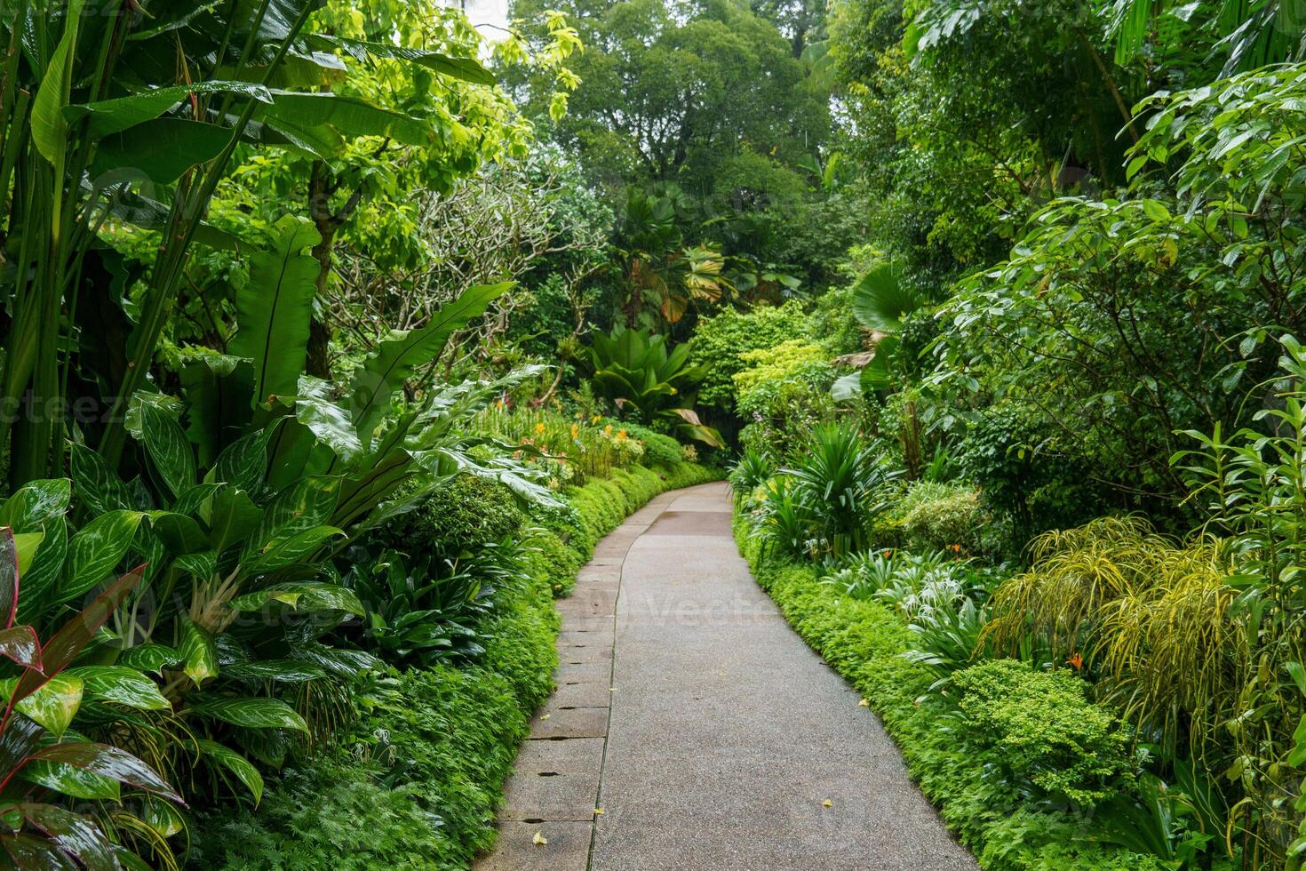 trädgård i singapur foto