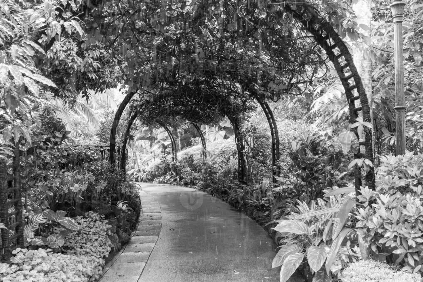 trädgård i singapur foto