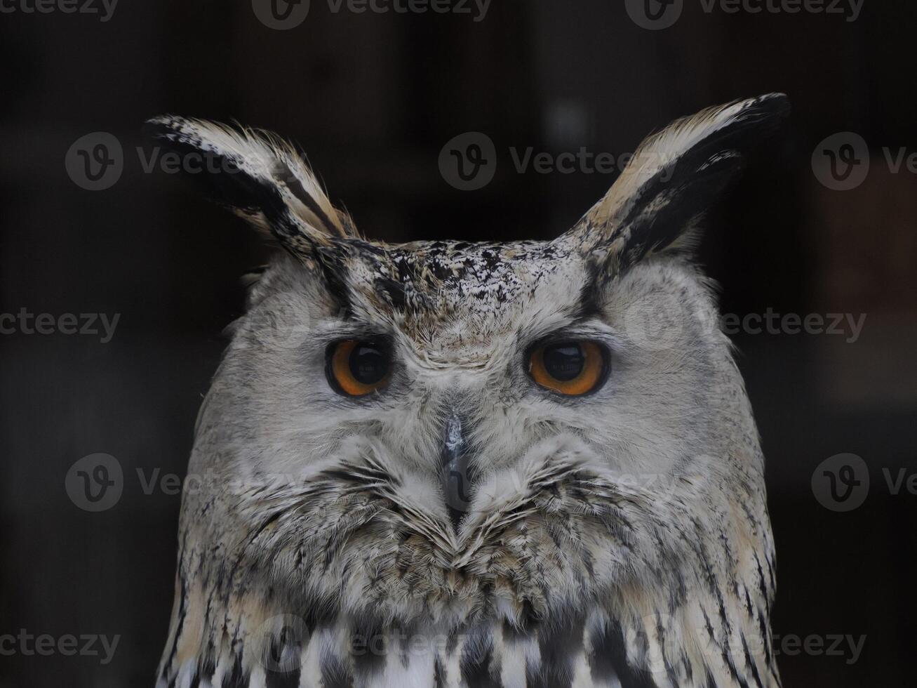 Västra sibirisk Örn Uggla bubo sibiricus stänga upp porträtt foto